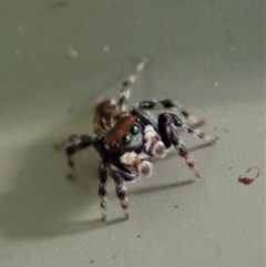 Maratus griseus at Cook, ACT - suppressed