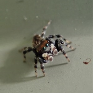 Maratus griseus at Cook, ACT - 21 Oct 2020