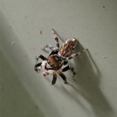 Maratus griseus at Cook, ACT - suppressed