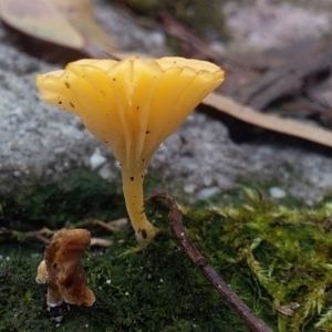 Lichenomphalia chromacea at Bawley Point, NSW - 24 Oct 2020