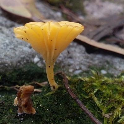 Lichenomphalia chromacea (Yellow Navel) at Bawley Point, NSW - 24 Oct 2020 by GLemann