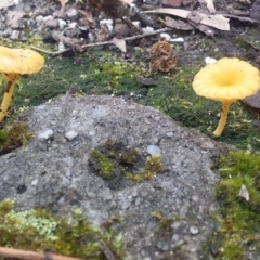 Lichenomphalia chromacea at Bawley Point, NSW - 24 Oct 2020