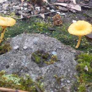 Lichenomphalia chromacea at Bawley Point, NSW - 24 Oct 2020