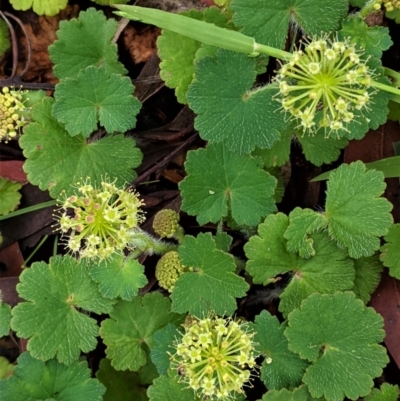 Hydrocotyle laxiflora (Stinking Pennywort) at Hughes Grassy Woodland - 24 Oct 2020 by JackyF