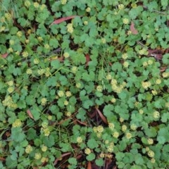 Hydrocotyle laxiflora at Hughes, ACT - 24 Oct 2020