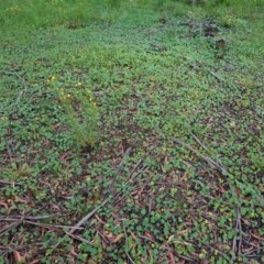 Hydrocotyle laxiflora at Hughes, ACT - 24 Oct 2020