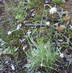 Leucochrysum albicans subsp. tricolor (Hoary Sunray) at Brindabella National Park - 8 Oct 2020 by Sarah2019