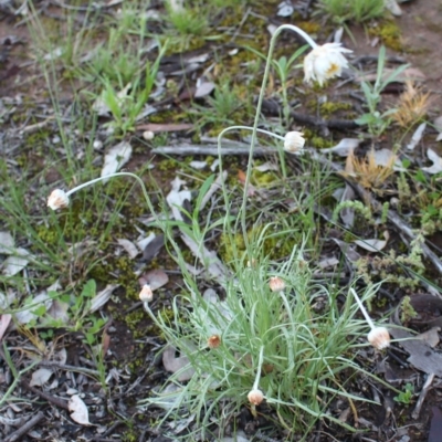 Leucochrysum albicans subsp. tricolor (Hoary Sunray) at Brindabella National Park - 8 Oct 2020 by Sarah2019