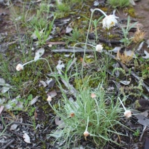 Leucochrysum albicans subsp. tricolor at Uriarra, NSW - 8 Oct 2020
