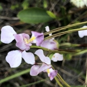 Diuris punctata at suppressed - suppressed