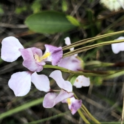 Diuris punctata var. punctata (Purple Donkey Orchid) at Ulladulla, NSW - 23 Oct 2020 by Jillg
