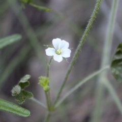 Geranium sp. (Geranium) at Uriarra, NSW - 24 Oct 2020 by Sarah2019