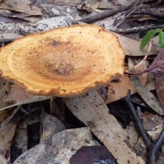 Laccocephalum sclerotinium at Meroo National Park - 24 Oct 2020 by GLemann