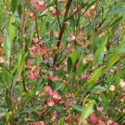 Dodonaea viscosa (Hop Bush) at Hughes Grassy Woodland - 24 Oct 2020 by JackyF