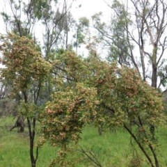 Dodonaea viscosa at Deakin, ACT - 24 Oct 2020