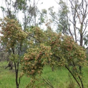 Dodonaea viscosa at Deakin, ACT - 24 Oct 2020