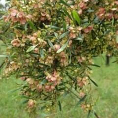 Dodonaea viscosa at Deakin, ACT - 24 Oct 2020