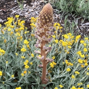 Orobanche minor at Hughes, ACT - 24 Oct 2020