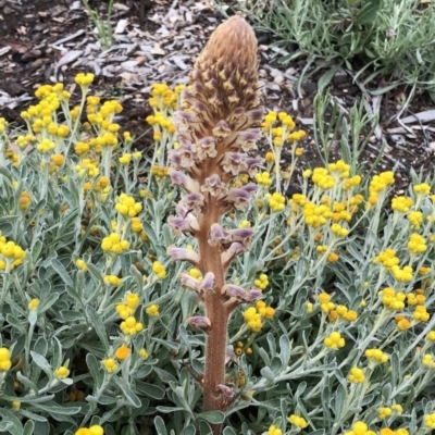 Orobanche minor (Broomrape) at Red Hill to Yarralumla Creek - 24 Oct 2020 by ruthkerruish