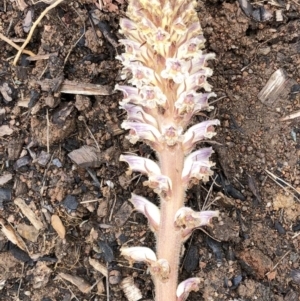 Orobanche minor at Hughes, ACT - 24 Oct 2020