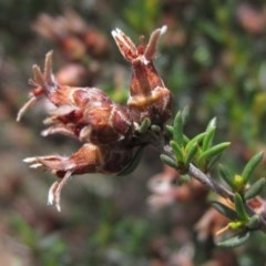 Cryptandra speciosa subsp. speciosa (Silky Cryptandra) at The Pinnacle - 23 Oct 2020 by pinnaCLE