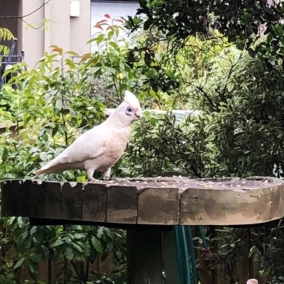 Cacatua sanguinea (Little Corella) at Hughes, ACT - 24 Oct 2020 by ruthkerruish