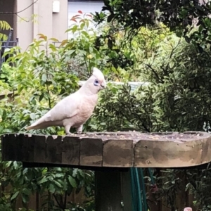 Cacatua sanguinea at Hughes, ACT - 24 Oct 2020