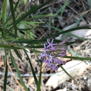 Grevillea patulifolia at Ulladulla, NSW - 23 Oct 2020