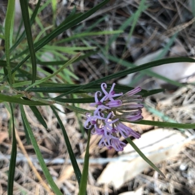 Grevillea patulifolia at South Pacific Heathland Reserve - 23 Oct 2020 by Jillg