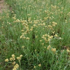 Pseudognaphalium luteoalbum (Jersey Cudweed) at Red Hill to Yarralumla Creek - 24 Oct 2020 by JackyF