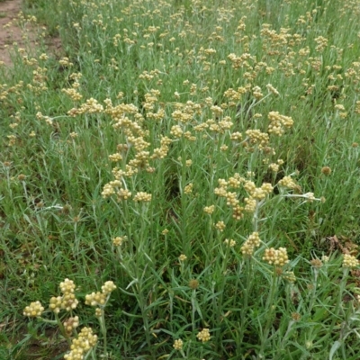 Pseudognaphalium luteoalbum (Jersey Cudweed) at Deakin, ACT - 24 Oct 2020 by JackyF