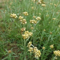 Pseudognaphalium luteoalbum at Deakin, ACT - 24 Oct 2020 12:32 PM