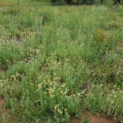 Pseudognaphalium luteoalbum at Deakin, ACT - 24 Oct 2020