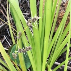 Lomandra longifolia (Spiny-headed Mat-rush, Honey Reed) at Hughes Garran Woodland - 24 Oct 2020 by ruthkerruish