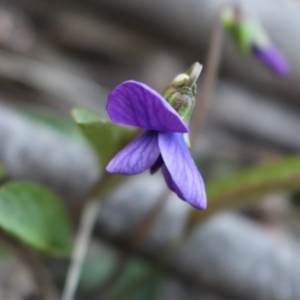 Viola betonicifolia at Uriarra, NSW - 3 Oct 2020