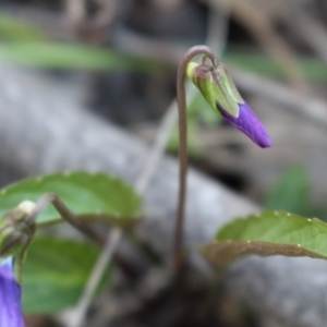 Viola betonicifolia at Uriarra, NSW - 3 Oct 2020