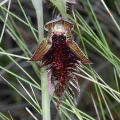 Calochilus platychilus (Purple Beard Orchid) at Acton, ACT - 24 Oct 2020 by jb2602