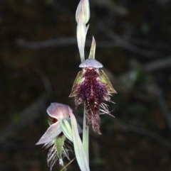 Calochilus platychilus at Acton, ACT - suppressed