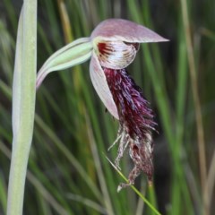 Calochilus platychilus at Acton, ACT - suppressed