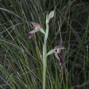 Calochilus platychilus at Acton, ACT - suppressed