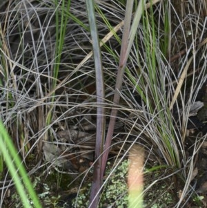 Calochilus platychilus at Acton, ACT - 24 Oct 2020