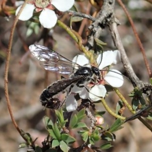 Tiphiidae (family) at Aranda, ACT - 23 Oct 2020