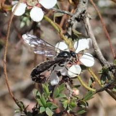 Tiphiidae sp. (family) (Unidentified Smooth flower wasp) at Aranda, ACT - 23 Oct 2020 by CathB