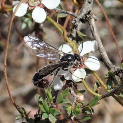 Tiphiidae sp. (family) (Unidentified Smooth flower wasp) at Aranda, ACT - 23 Oct 2020 by CathB