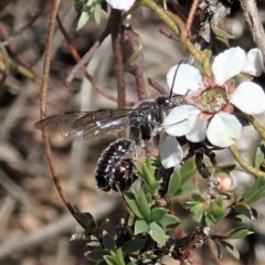 Tiphiidae (family) at Aranda, ACT - 23 Oct 2020 11:39 AM