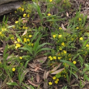 Hibbertia calycina at Hawker, ACT - 23 Oct 2020