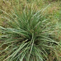 Lomandra longifolia (Spiny-headed Mat-rush, Honey Reed) at Red Hill to Yarralumla Creek - 24 Oct 2020 by JackyF