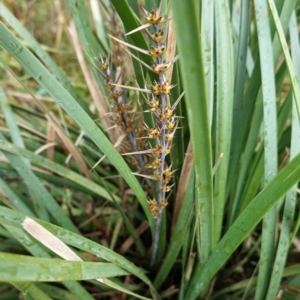 Lomandra longifolia at Deakin, ACT - 24 Oct 2020