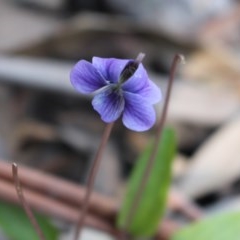 Viola betonicifolia (Mountain Violet) at Uriarra, NSW - 3 Oct 2020 by Sarah2019