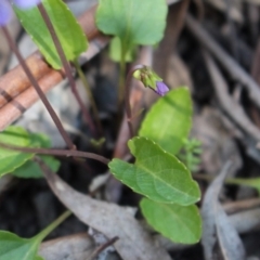 Viola betonicifolia at Uriarra, NSW - 3 Oct 2020